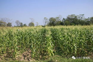 掌上菜園上線啦，動動手指就上菜