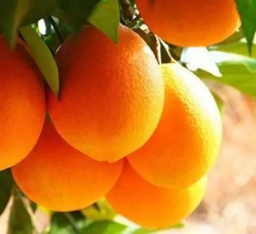 贛南“橙富美” 身價(jià)668億，18姐妹各展風(fēng)華