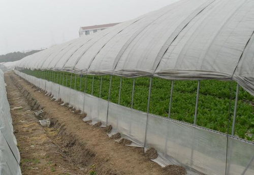 溫室大棚建設中大棚薄膜卷筒液壓切斷機的性能分析